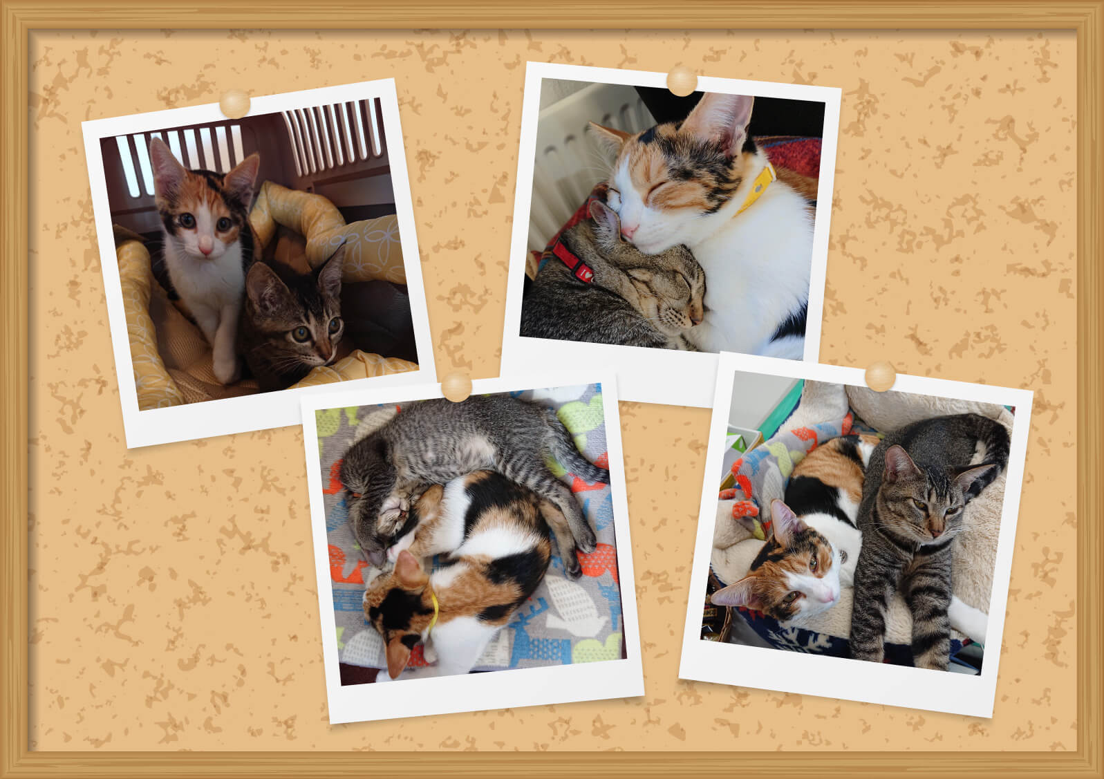 有限会社ファニティ,ファニティ,北海道伊達市,グループホームSORA